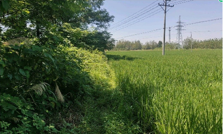 麻城市2020年高標(biāo)準(zhǔn)農(nóng)田建設(shè)項(xiàng)目 （干億斤糧食產(chǎn)能規(guī)劃田間工程項(xiàng)目）